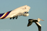 060930-6630-Pel2.jpg