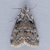 5605 Aspen Webworm  Pococera aplastella