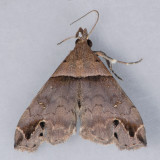 8393 Ambiguous Moth - Lascoria ambigualis