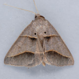 8750  Common Ptichodis - Ptichodis herbarum