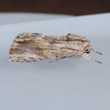 9672  Southern Armyworm Moth  Spodoptera eridania