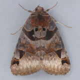 8731 Toothed Somberwing – Euclidia cuspidea