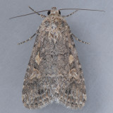 9665 Small Mottled Willow - Spodoptera exigua