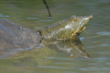 Western Spiny Softshell Turtle ??