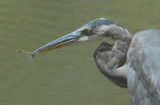 Great Blue Heron and Dragonfly   14:40:25