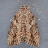 8787 Agrippina Underwing - Catocala agrippina