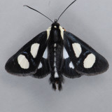 9314 Eight-spotted Forester - Alypia octomaculata