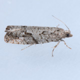 3292.1 Epinotia celtisana