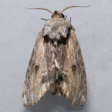 8012 Red-washed Prominent - Oligocentria semirufescens