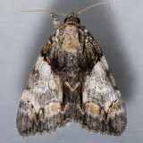 8859 Catocala pretiosa