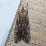  9893  Hemina Pinion Moth - Lithophane hemina