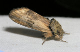 8012 Red-washed Prominent - Oligocentria semirufescens