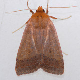 9944  Roadside Sallow - Metaxaglaea viatica