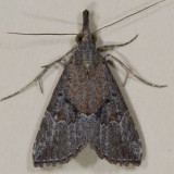 8461 Hop Vine Moth - Hypena humuli