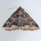 8714 Double-banded Zale - Zale calycanthata