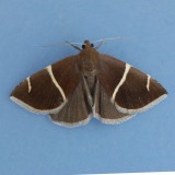 8764 Short-lined Chocolate - Argyrostrotis anilis