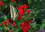 DSC_3990.jpg