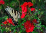 DSC_3992.jpg
