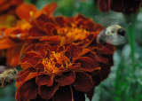 DSC_4077.jpg