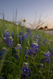 bluebonnets in the morning