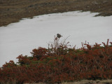 White-crowned Sparrow