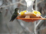 Probable Rufous Hummingbird