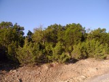 Golden-cheeked Warbler Habitat