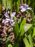 Iris cristata