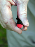 Ruby-throated Hummingbird male