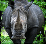 White Rhino, Matobos NP Zimbabwe