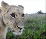 Lion cub, Gweru, Zimbabwe