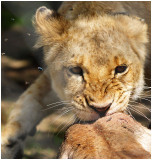 Lion cub Gweru, Zimbabwe