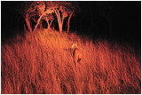 Night stalk, Gweru, Zimbabwe
