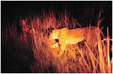 Night stalk, Gweru, Zimbabwe