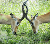 Dear like things, Kruger NP, South Africa