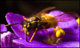 wasp1.jpg