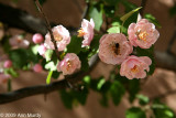 Bee and blossoms