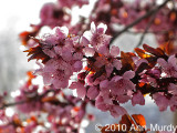 Pink blossoms