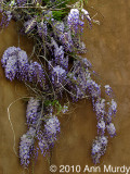 Wisteria and adobe