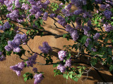 Lilac against wall