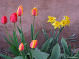 Tulips and Daffodils