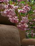 Pink blossoms and adobe