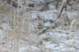 gulbrynad sparv (Yellow-browed bunting) Jrvafltet, Uppland 2009-01-19