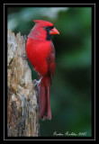 Northern Cardinal  39
