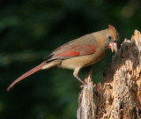 Northern Cardinal  1