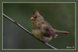 Northern Cardinal