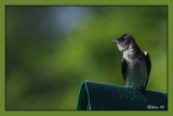 Purple Martin