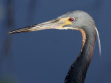 Tricolored Heron