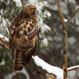 Juvenile Red-shouldered Hawk