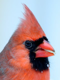 Northern Cardinal Portrait